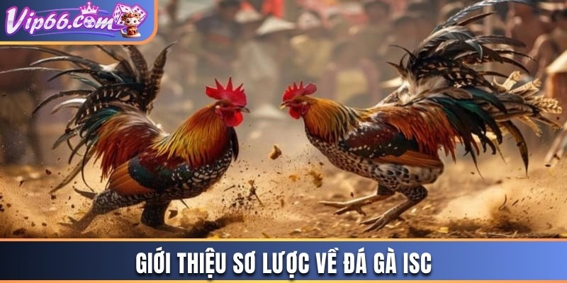 Giới thiệu sơ lược về đá gà ISC